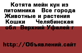 Котята мейн-кун из питомника - Все города Животные и растения » Кошки   . Челябинская обл.,Верхний Уфалей г.